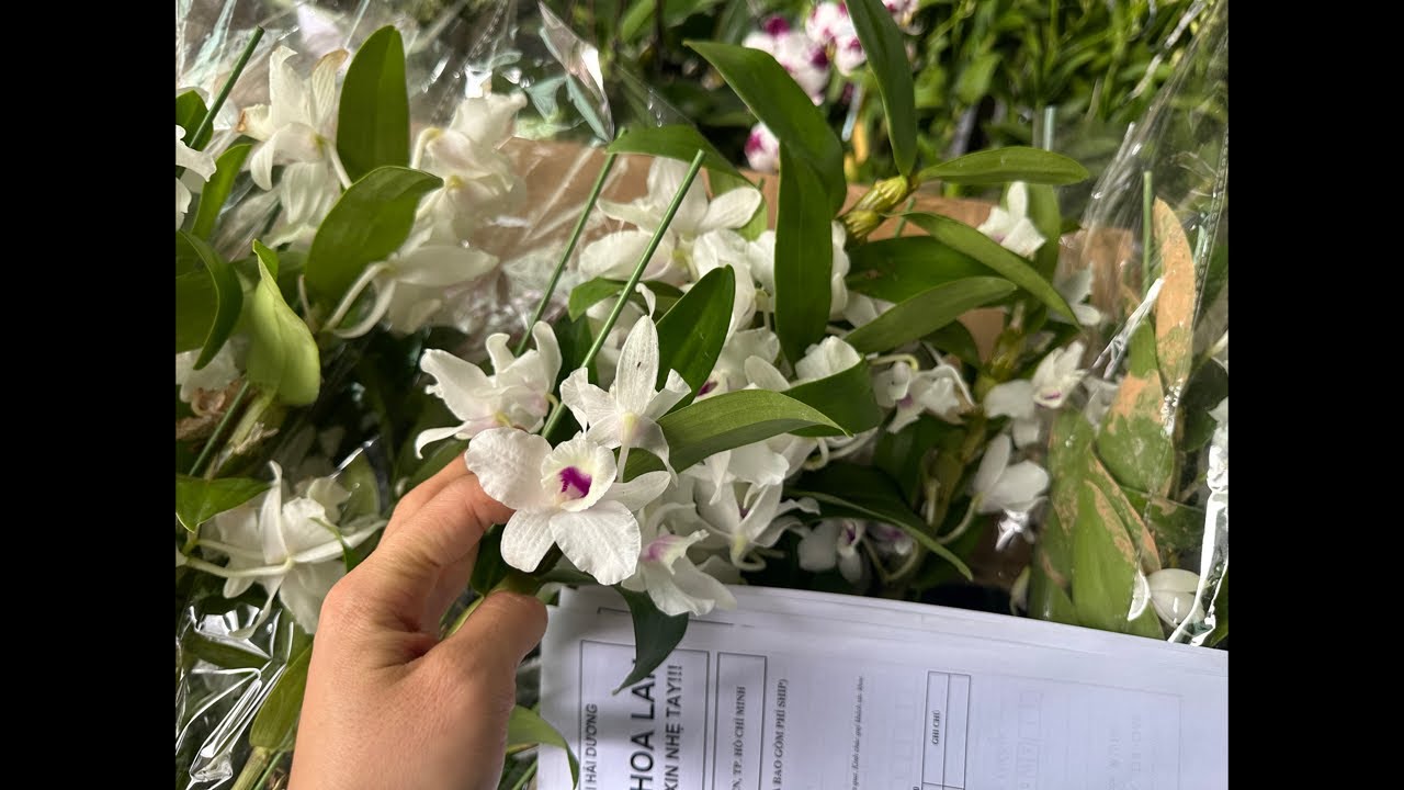 Live trưa 9/3 hàng hot cập bến..lh 0393998895