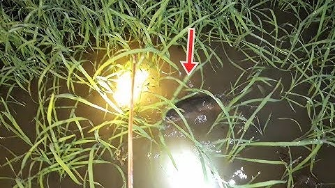 Cắm câu cá lóc ở Miền Tây ban đêm quá đã | Fishing