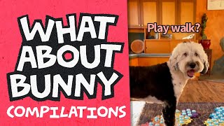 Bunny Walk Play, Ouch! Family, Human Friend | What About Bunny by What About Bunny 39,102 views 6 months ago 5 minutes, 17 seconds