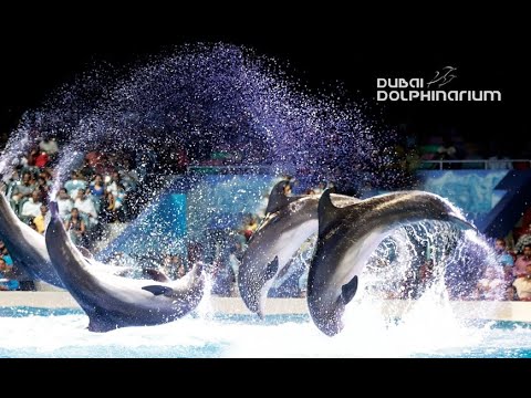 An awesome day with dolphins……Dubai Dolphinarium, Dubai, UAE