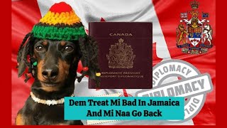 Jamaican Mungrel  Dogs Found Love In Canada And Vow Never To Return To Jamaica Again