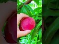 Panen buah persik yang sangat memuaskan dengan tangan kosong #shorts