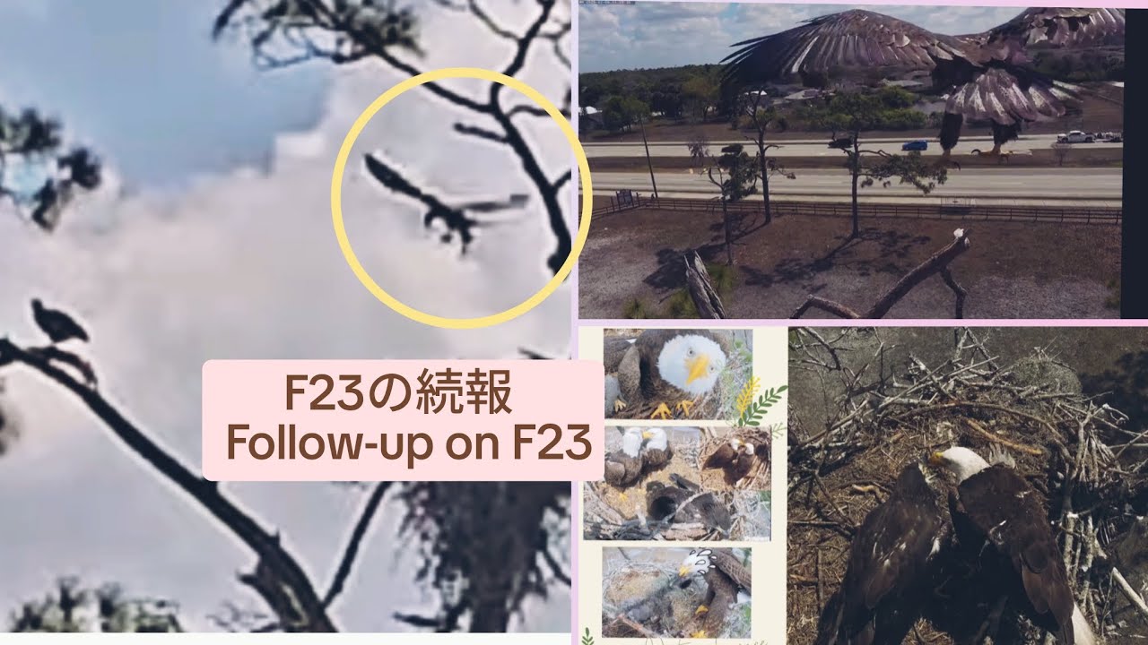 【3/4〜3/6】F23の続報 / Follow-up on F23【2025 - 26 Southwest Florida Eagle Cam  No.19】