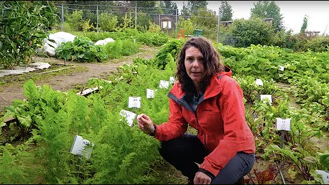 How to Grow Carrots - In the Alaska Garden with He...