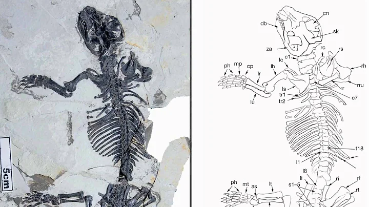 New Fossil Solves Puzzle of Mammalian Evolution - DayDayNews