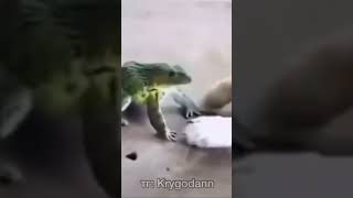 frog and dog ДУХовитый лягушка