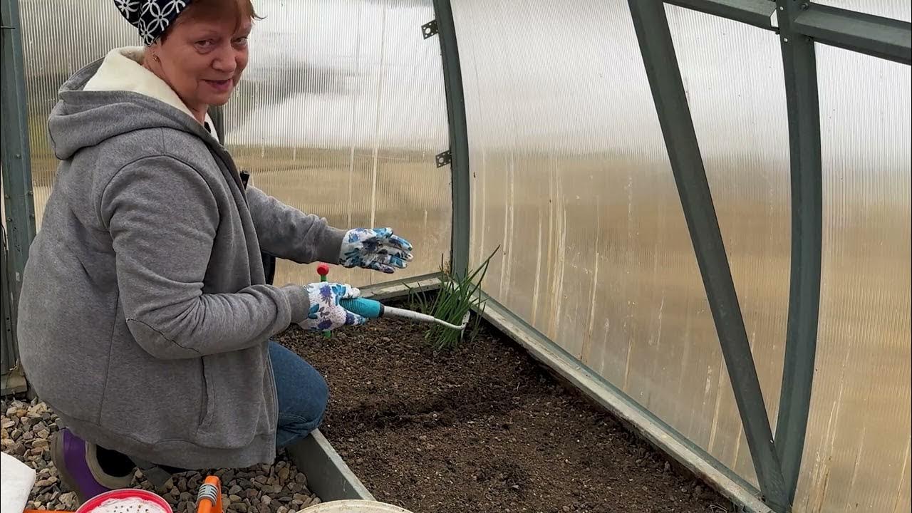 Растения сада и огорода. Весенние цветы на грядке. Зимние грядки. Хобби садоводство. Дача сад огород.