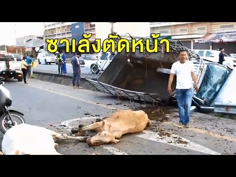 ระทึก กระบะบรรทุกวัว ชนซาเล้งที่ขับตัดหน้า คนเจ็บ 3 วัวตาย 1
