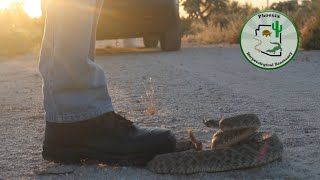What happens if you step on a rattlesnake??