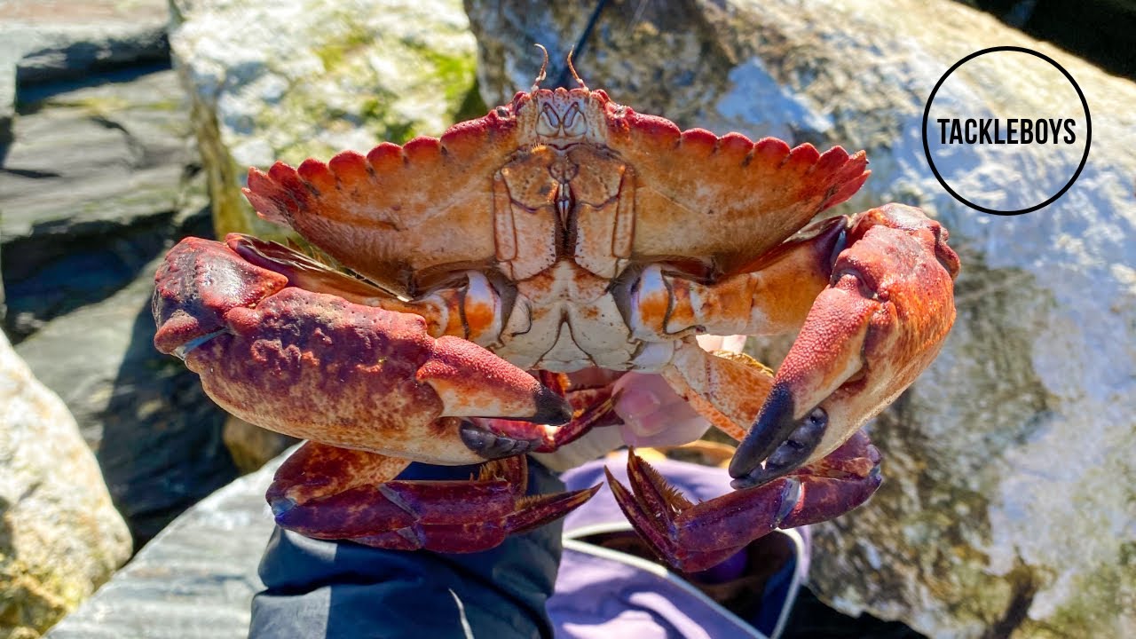 California Rock CRABS How to Snare Big Boy Rock Crabs! YouTube