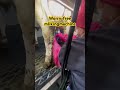Worry-free mlikingmachine#milkingmachine #farmlife#agtech #dairyfarming #dairyproduction