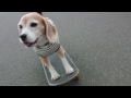 スーパービーグル プリン "Purin the Super Beagle" #27