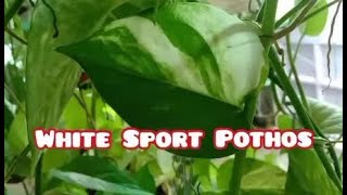 White sport golden pothos : r/pothos