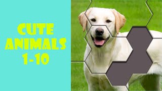 Hexa Jigsaw Puzzle Cute Animals 1-10 screenshot 5