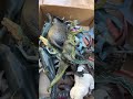 Hunting Dinosaur Jurassic World Toy In The Box ASMR Review