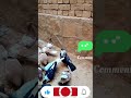 Kafter Birds Beautiful پرندگان پرواز کبوتر سرخ زرد آبی بلند پرواز آسمانی رنگه سرخ سیاه پوست 