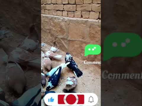 Kafter Birds Beautiful پرندگان پرواز کبوتر سرخ زرد آبی بلند پرواز آسمانی رنگه سرخ سیاه پوست