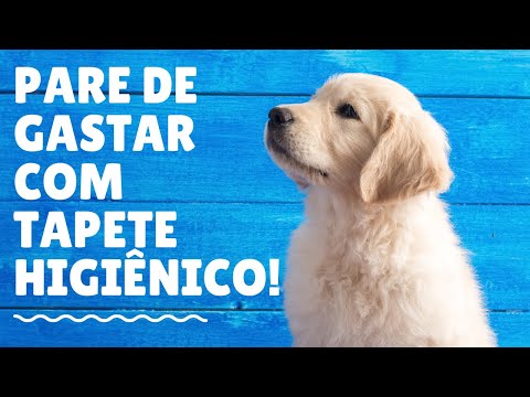 Vídeo: Os tapetes de pelo fazem mal aos cães?
