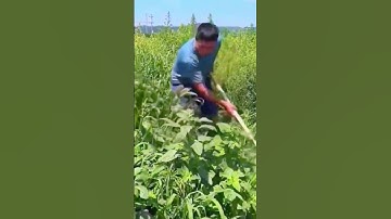 A Simple Smart Tool For Cutting Bushes Quickly #satisfying #shorts