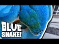 A REAL BLUE TREE SNAKE!!! | BRIAN BARCZYK