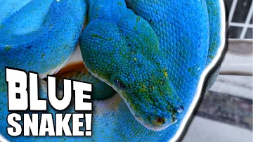 Are there any real blue snakes?