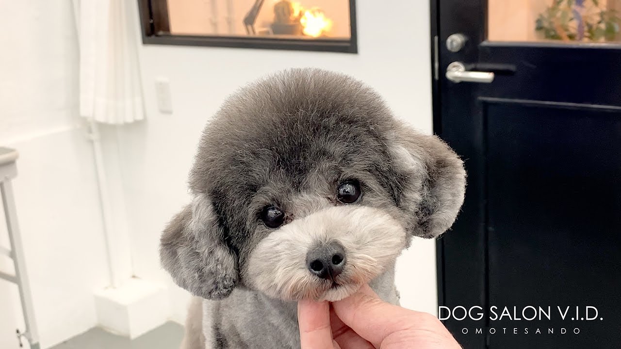 有名トイプードル専門トリミングサロンのテディベアカット パピーカット 東京ドッグサロンv I D 表参道 Poodle Dog Grooming Japan Youtube