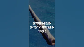 Что такое бивень нарвала на самом деле
