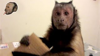 MonkeyBoo Mail Time!