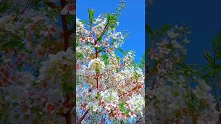 Viral Practic Fuller Video