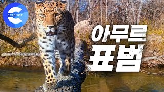 러시아에서 만난 멸종위기의 한국 표범