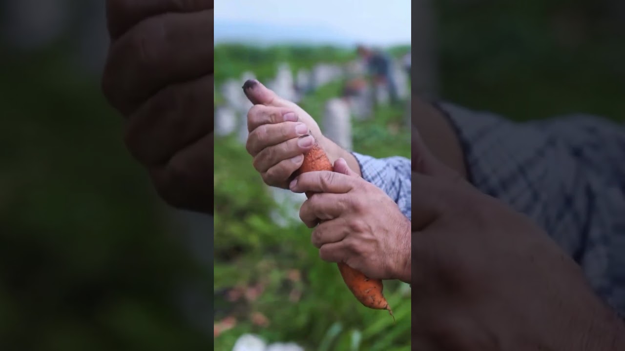 Your plants will thrive with Remo Elements!