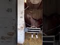 What's the fun in behaving? #kyderby #kentuckyderby #horse #misbehaving