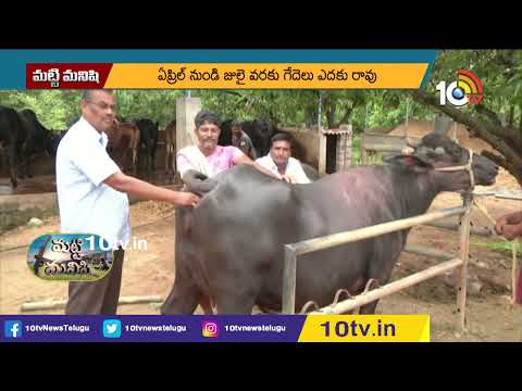 పశువుల పునరుత్పత్తిలో జాగ్రత్తలు | Precautions in Cattle Reproduction | 10TV Agri