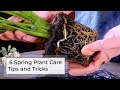 6 spring plant care tips and tricks