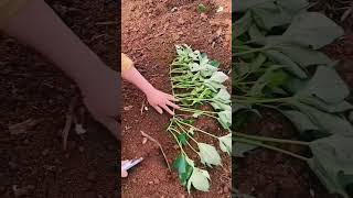 How to Plant Seedlings Near Sweet Potatoes for Better Growth #satisfying #shorts