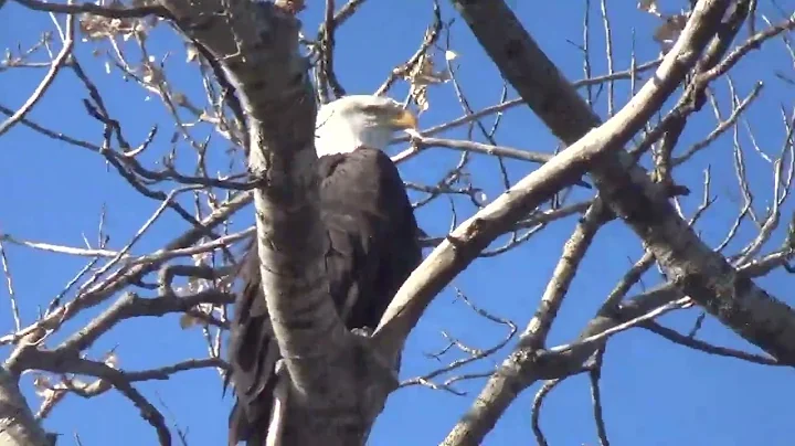 Bald Eagles and Ducks in Oroville Dam Forebay