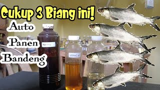 WAJIB TAHU!!! Cukup Dengan 3 Biang Essen ini Auto Panen Ikan Bandeng