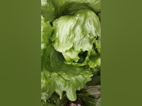 Салат 🥗 АЙСБЕРГ и Цикорный этот вид салата кочанный 👍 #сад #огород # ...