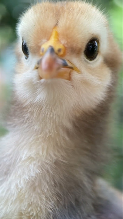 Suara anak ayam memanggil induknya #animals #hewansuara #wildlife #hewandansuaranya #animalkingdom