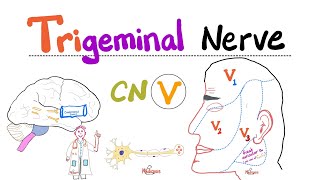 Trigeminal Nerve...5th Cranial Nerve (CN V) — Ophthalmic (V1), Maxillary (V2), and Mandibular (V3)