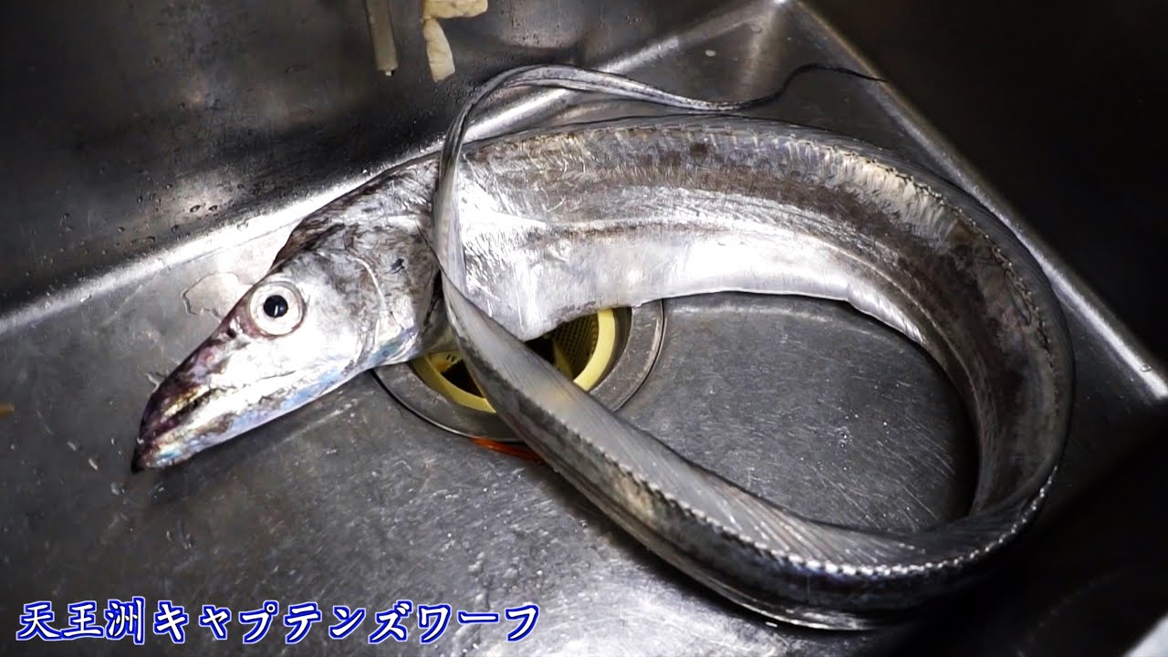 沖縄の超巨大タチウオをさばいてみたら凄かった 沖縄 タチウオ 料理 キャプテンズワーフ Youtube