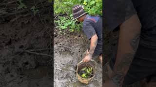 Catching Crab Near Mangrove forest After Water Low Tide |  BONG VATH | fishinglife seafood