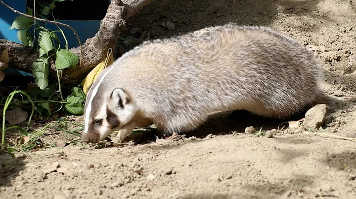 Training Uki the badger
