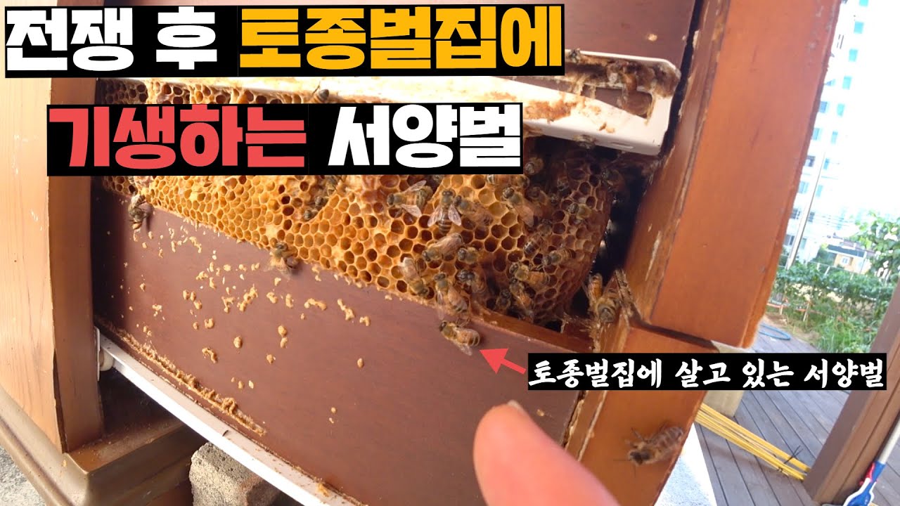 토종벌과의 전쟁에서 패한 후 항복하고 강제노역까지 하는 서양벌세력