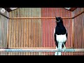 Kacer Mana Yang Bisa Diam Setelah Dengar Kacer Satu Ini Pancingan Kacer Suara Pedas Mp3 - Mp4 Download