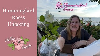 🌹 Hummingbird Roses Unboxing / Own Root / Hard to Find David Austin Roses