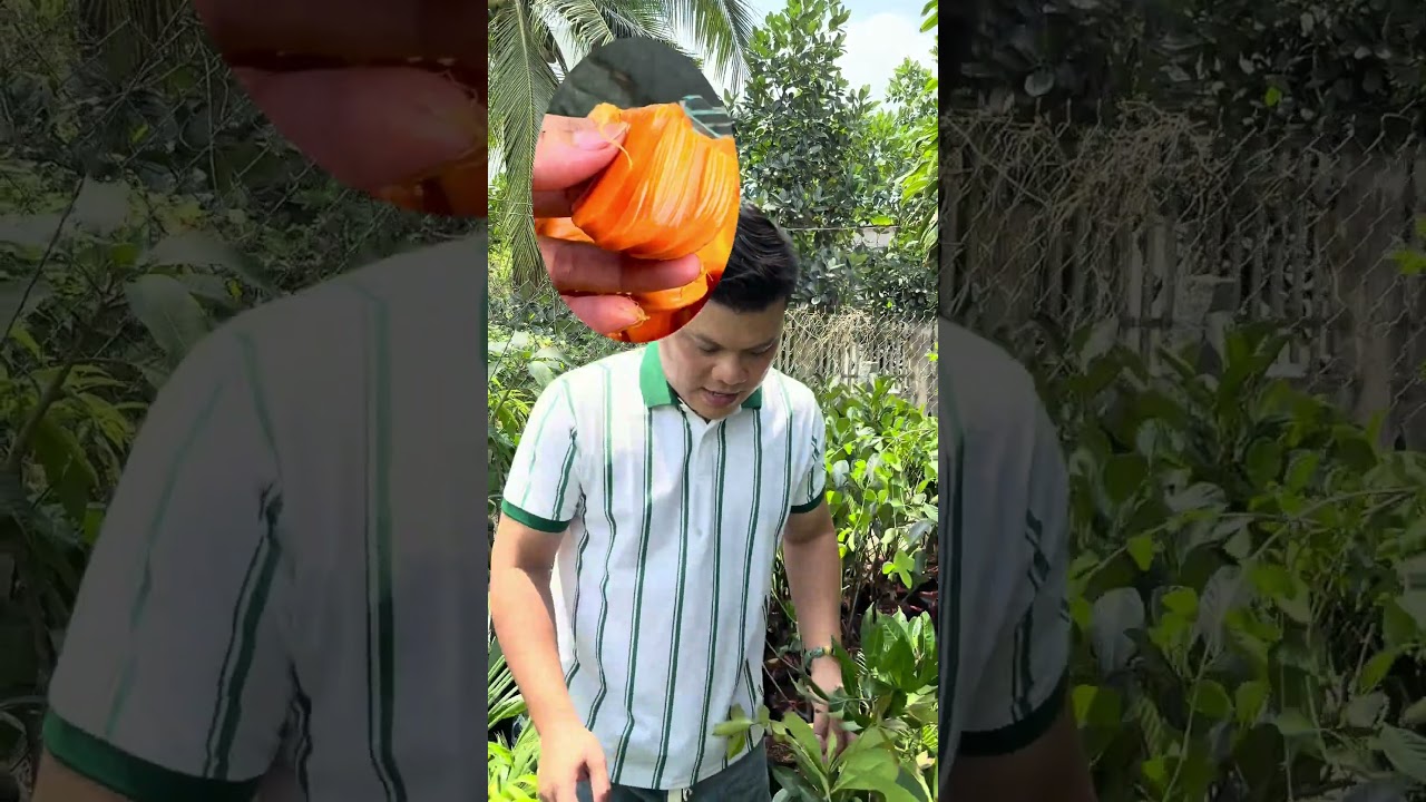 Mít ruột đỏ sơ vàng Indo lá bầu cây cồ