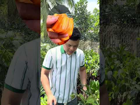 Mít ruột đỏ sơ vàng Indo lá bầu cây cồ