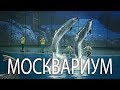 Москвариум на ВДНХ. Водное шоу "Сон в летнюю ночь" (эпизоды)