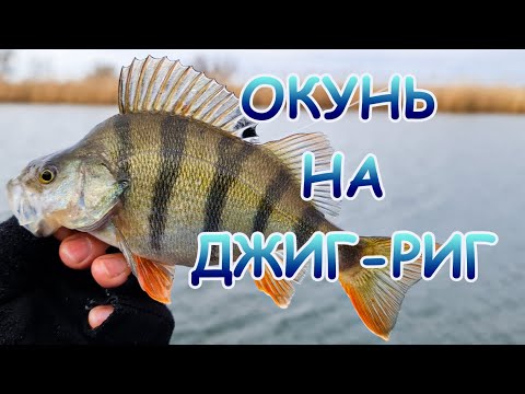 Окунь на джиг-риг